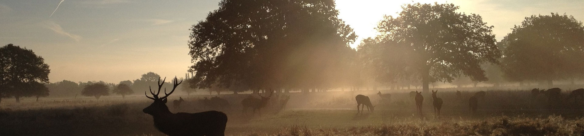 Bushy Park 10K